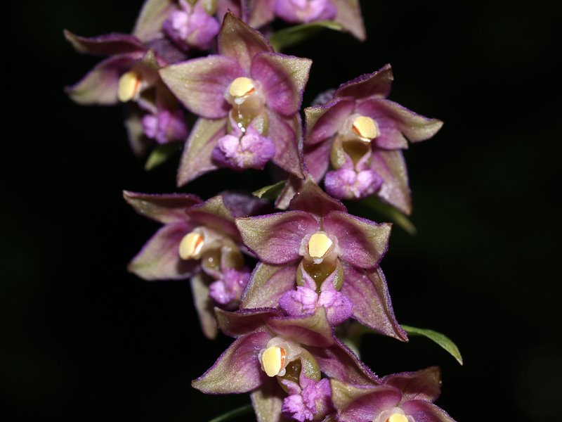 Orchidee val Brenta